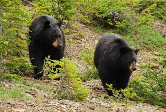 Bear Country? It Bears Watching!